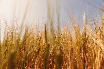 Goldene Körner auf einem Feld