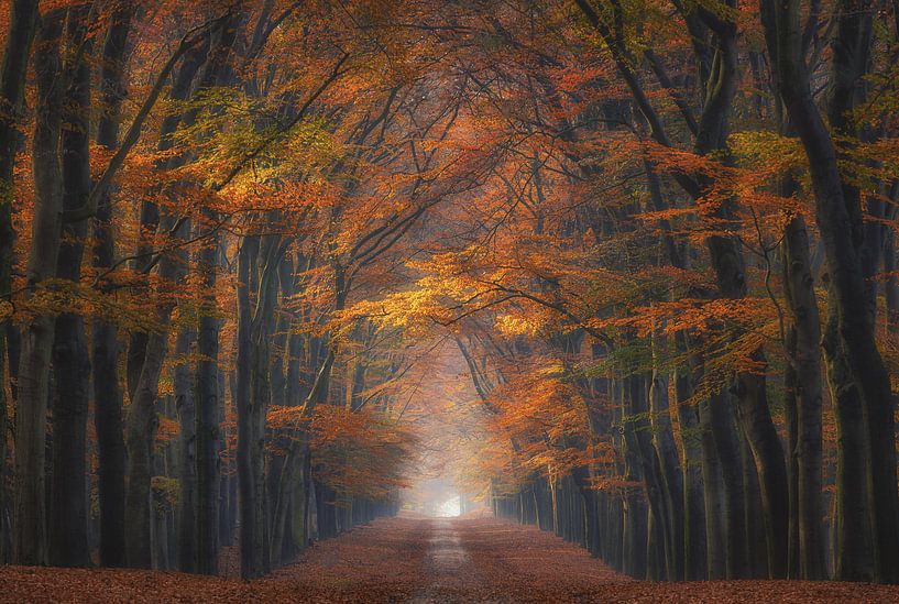 Herbstallee von Arjen Noord