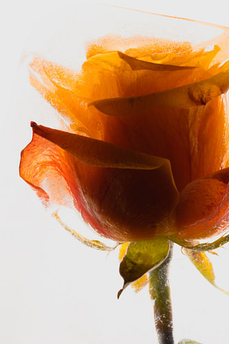 Rose Orange in Eis 2