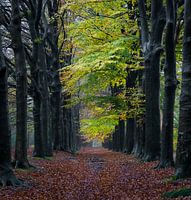 Regen in het bos.