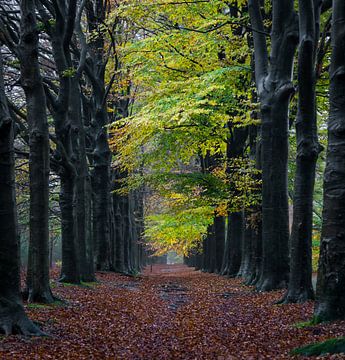 Regen in het bos. van Jaap Jan Bakker