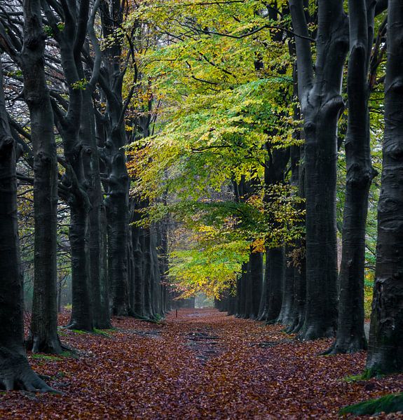 Regen in het bos. by Jaap Jan Bakker