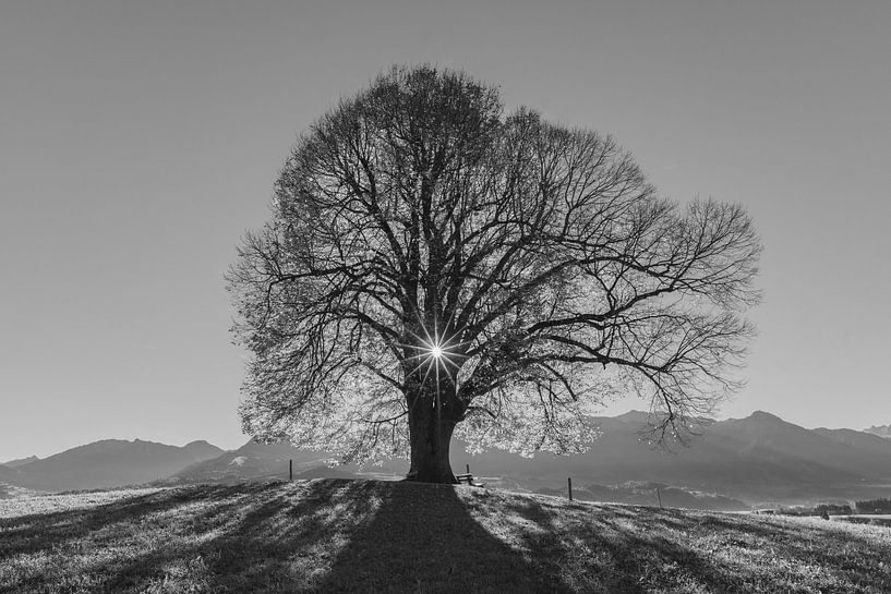 old lime by Walter G. Allgöwer
