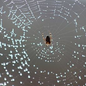 Spider House von Erwin Delsman