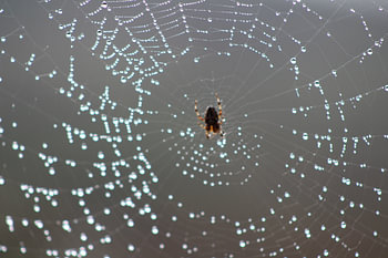 Spider House