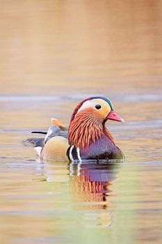 Soft elegance – Mandarin duck