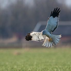 Blauwe Kiekendief. van Robbie Nijman