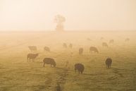 Moutons dans le brouillard par Roelof Nijholt Aperçu