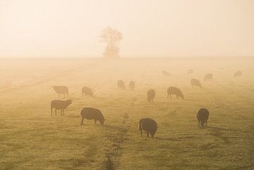 Schafe im Nebel von Roelof Nijholt