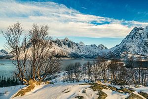 Lofoten Austnesfjorden während der Winterlandschaft