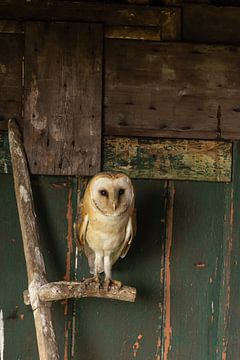 Schleiereule, Tyto alba von Gert Hilbink