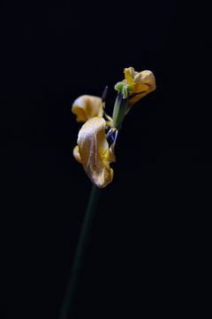 tulipe jaune après la floraison sur Ribbi