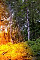 Zonlicht in het berkenbos