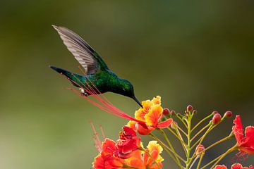 Groene Kolibri van Henk Zielstra