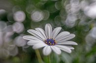 Margrietje met zeepbel bokeh van René Ouderling thumbnail