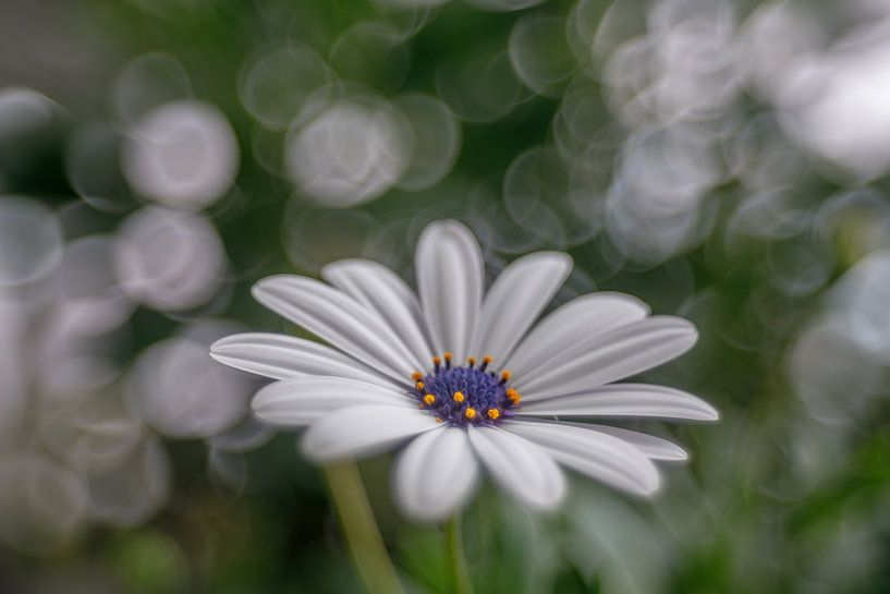 Margrietje met zeepbel bokeh van René Ouderling