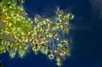 Feuillage lumineux, nature