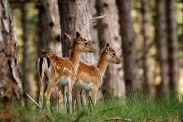 Jonge damhertjes in het bos van Monique van Genderen (in2pictures.nl fotografie)