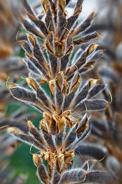 Zaaddozen van de Lupine plant van Rob Boon