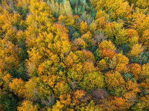 Herbstwald mit bunten Blättern von oben gesehen