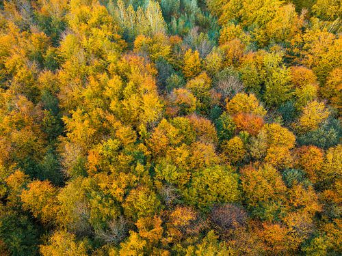 Herfstbos met kleurrijke bladeren van bovenaf gezien