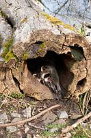Un raton-laveur fatigué s'étire et bâille dans un tronc d'arbre.
