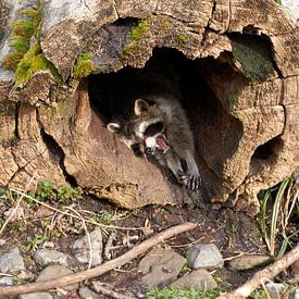 Tired raccoon stretches and yawns in a tree trunk by creativcontent