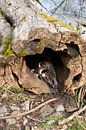 Tired raccoon stretches and yawns in a tree trunk by creativcontent thumbnail