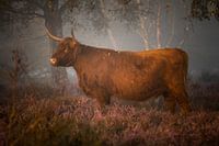 Schotse hooglander | Highland cow