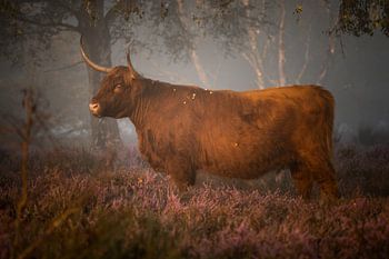 Scottish highlander | Highland cow