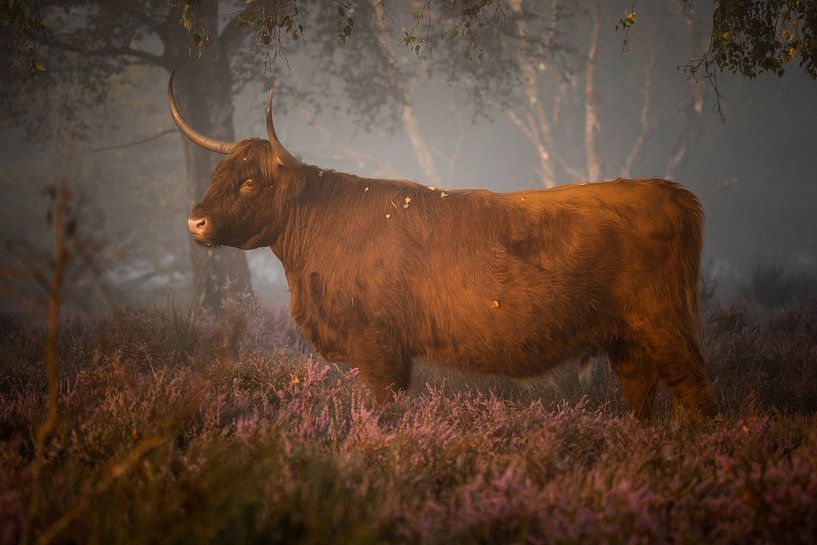 Schotse hooglander | Highland cow van Kaylee Koenis