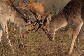 Ein junger Hirsch beim Training mit seinem Vater #2 von Selwyn Smeets - SaSmeets Photography