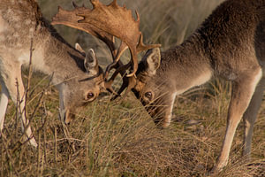 Ein junger Hirsch beim Training mit seinem Vater #2