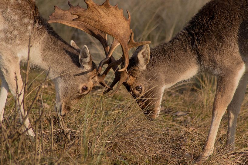 Un jeune cerf s'entraînant avec son père #2 par Selwyn Smeets - SaSmeets Photography