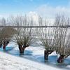 wilgen in het ijs op de uiterwaarden van de rijn van anton havelaar