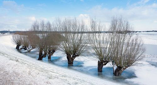 wilgen in het ijs op de uiterwaarden van de rijn