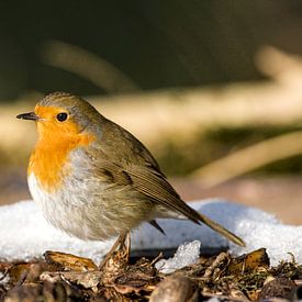 robin in the snow ii by Stobbe; stiltegrafie