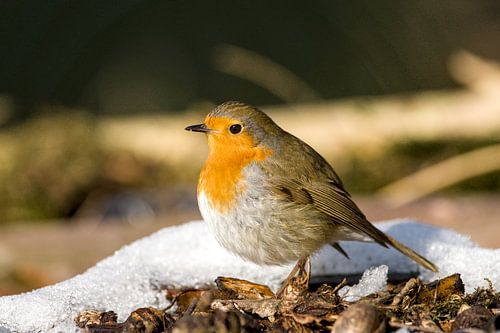 roodborst in de sneeuw ii