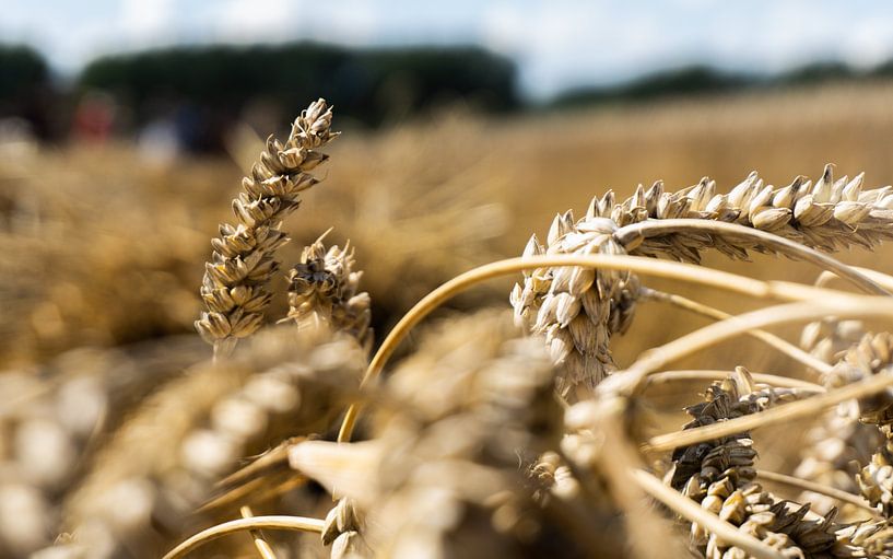 Korn von Die Utrechter Fotografie