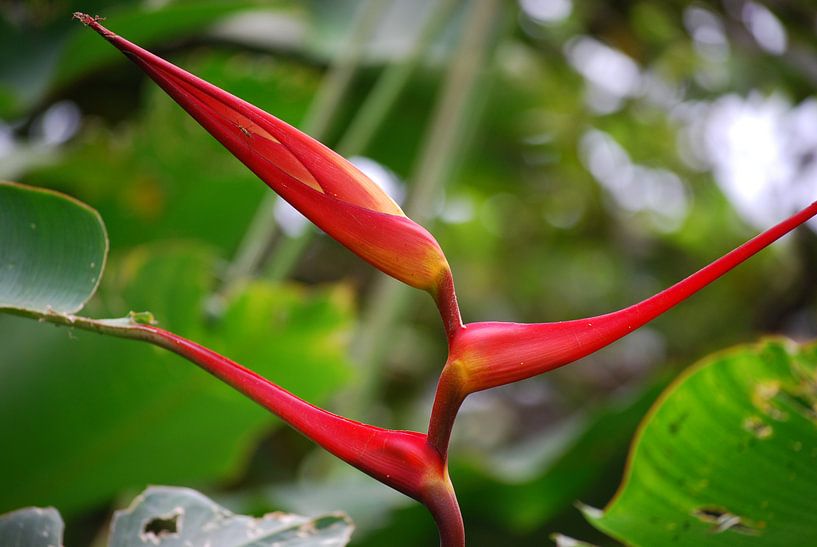 Bird of Paradise by Victor Belou