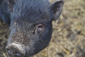 1jährige Minischweine im Garten