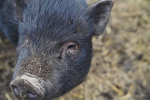 1 jaar oude minivarkens in de tuin