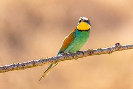 Bienenfresser, Merops apiaster.