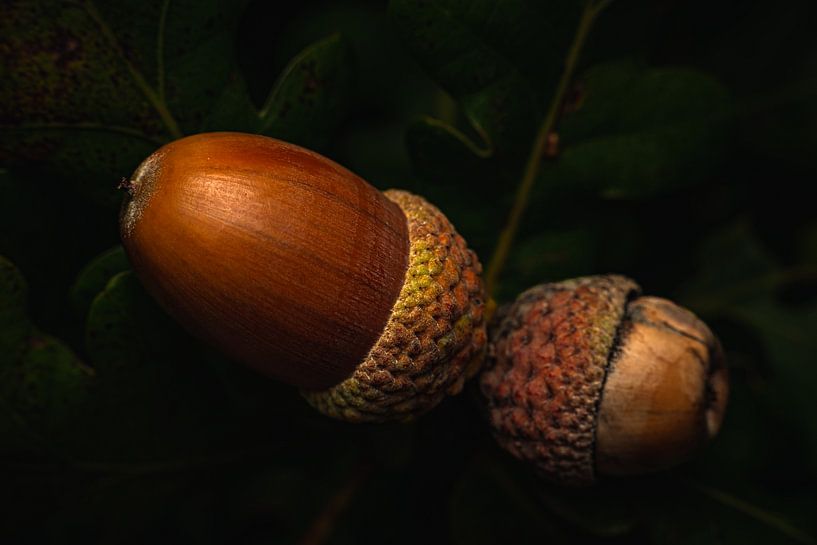 Acorns by Ruud Overes