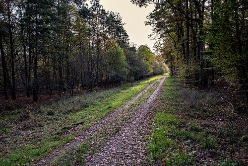 Promenade en forêt