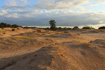 Duinen op de Zuiderheide van Arie Kattenberg