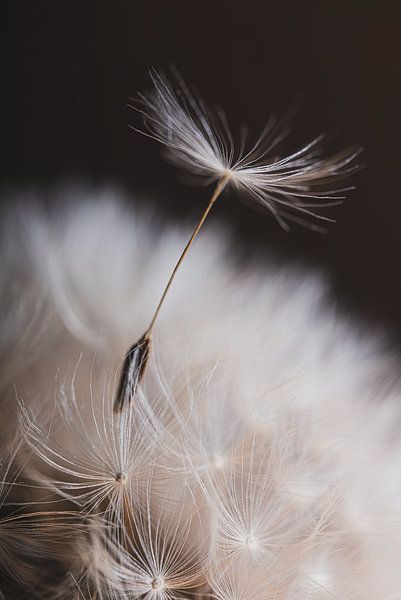 Het pluisje verlaat de pluizenbol  (paardenbloem / dandelion) van Marjolijn van den Berg