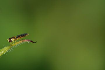 Een kleine zweefvlieg tegen een groene achtergrond