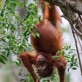 Orang-Utan im Kleinkindalter spielt mit seinem Essen von Anges van der Logt