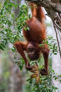 Orang-Utan im Kleinkindalter spielt mit seinem Essen